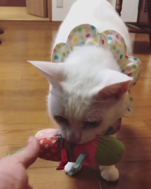 おもちゃをくわえた猫
