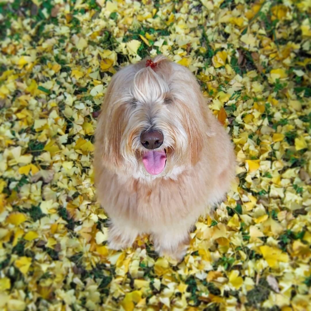 さすがモデルさん！銀杏並木でたたずむ犬のジョイ・グレースちゃんが可愛い