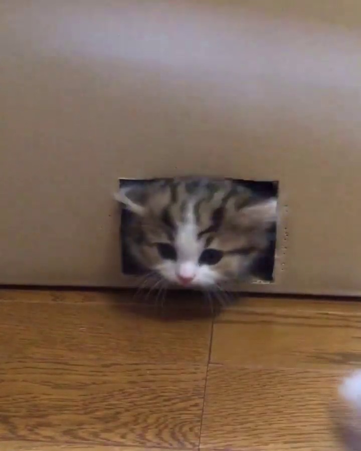 箱の中にいる子猫
