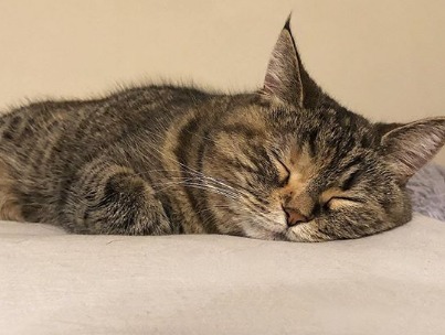 おやすみにゃさい…。気持ちよさそうに眠る猫のむぅちゃんの寝顔に癒される！