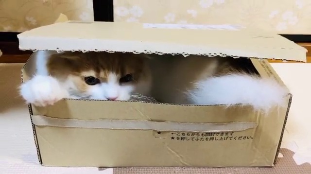 ふた付きなのがいいところにゃ。猫のせなくんは箱好きな“箱入り男子”！