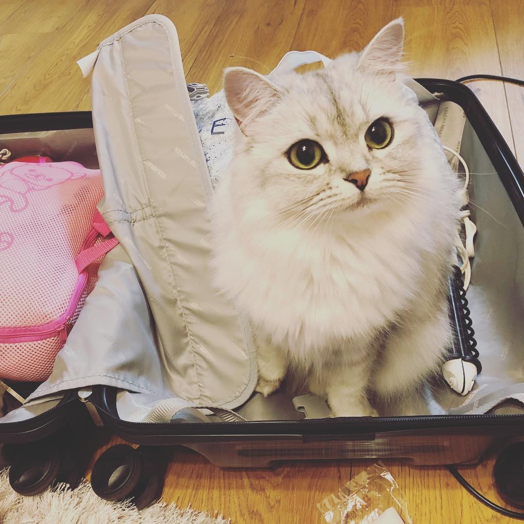 スーツケースに入ったミヌエット