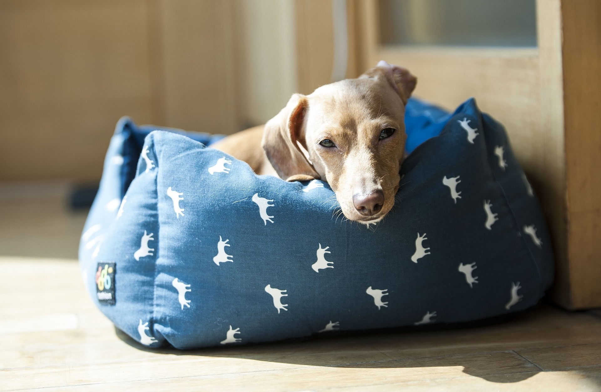 【ドッグトレーナー監修】犬を寝かしつけるベストな方法とは？安心感を与えることがポイント