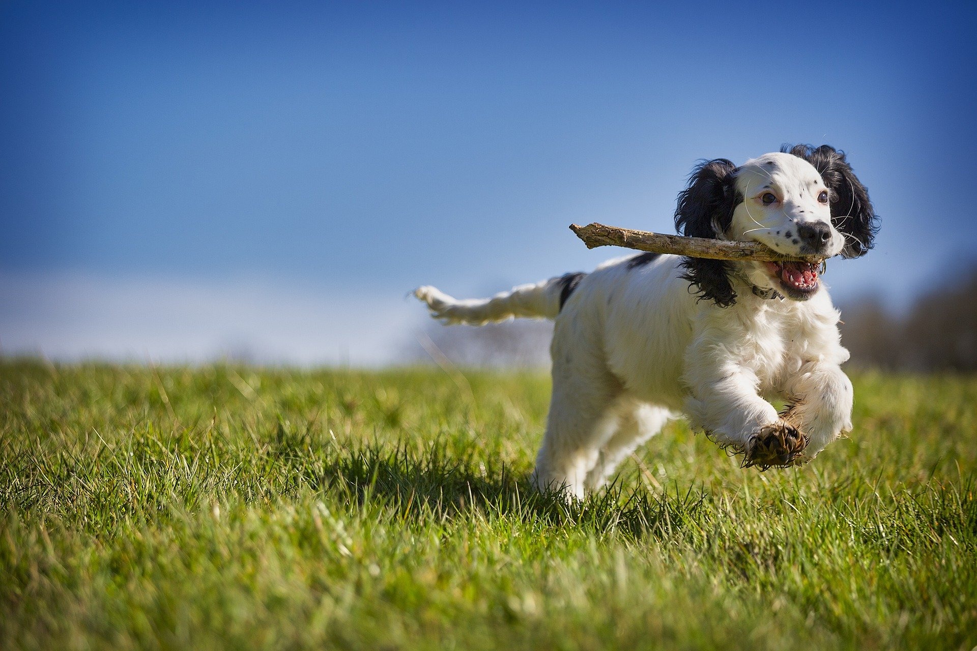 遊ぶ犬