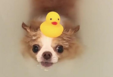 お風呂にゆっくり浸かった後はグッスリでしゅ。犬のタラオくんの幸せバスタイム♪