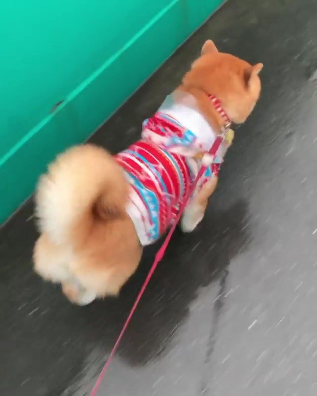 柴犬