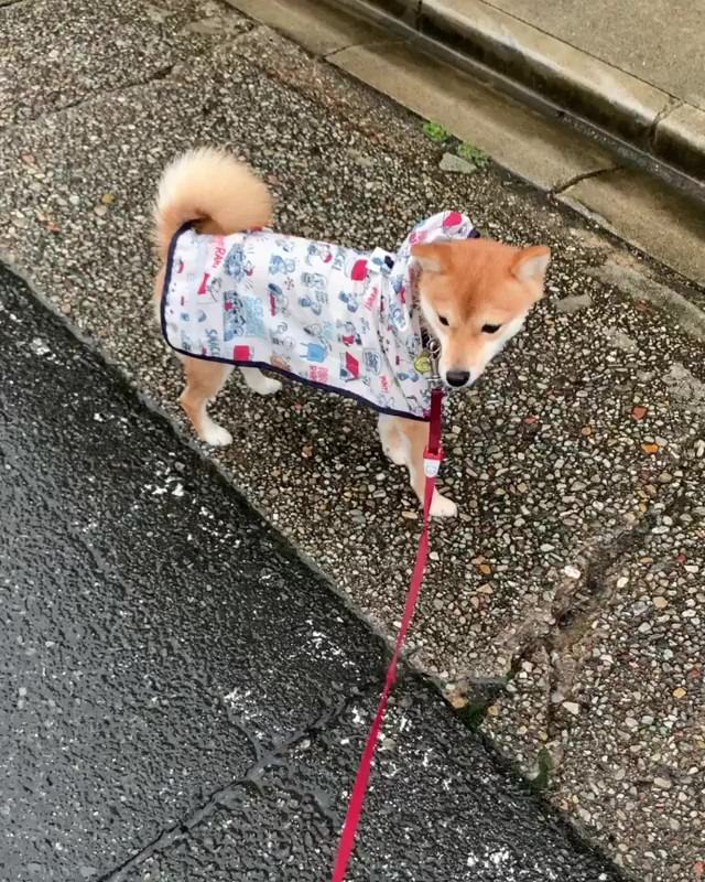 柴犬