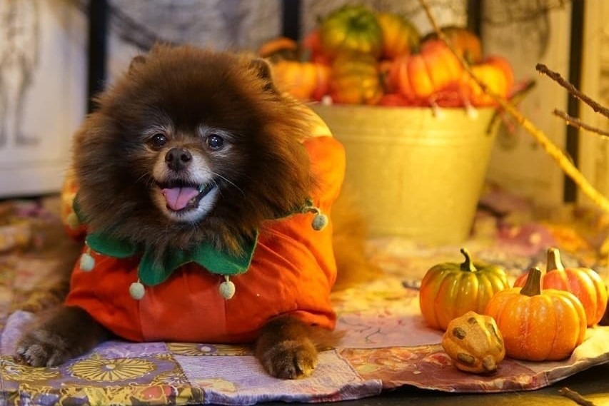 ホクホクのかぼちゃはいかが？かぼちゃに変身した犬のコテツくんがかわいい