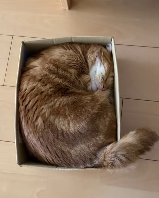 これが最高ニャ♪箱にギュウギュウに収まって寝る猫の茶太郎くんがたまらなく可愛い