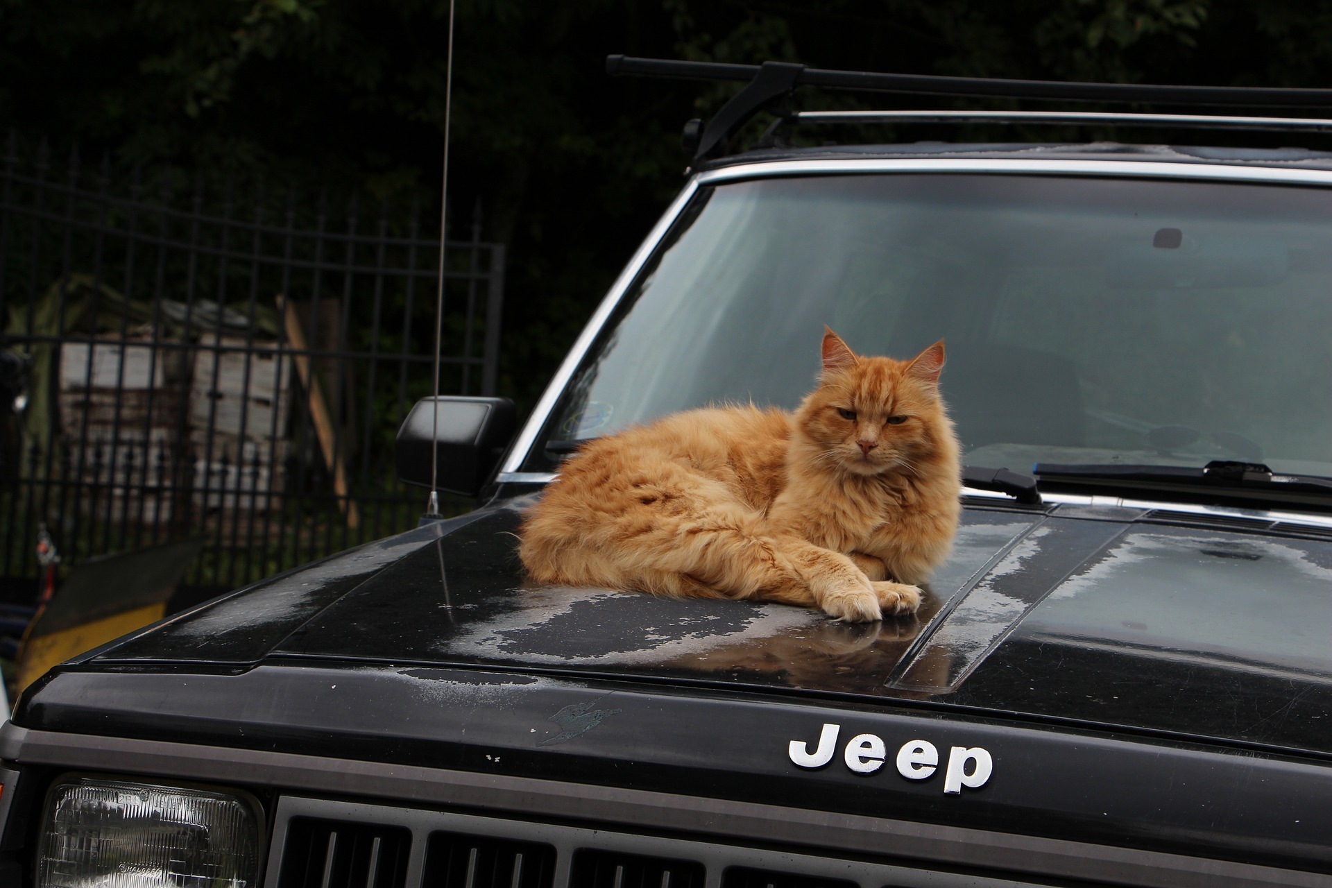 車の上で休む猫
