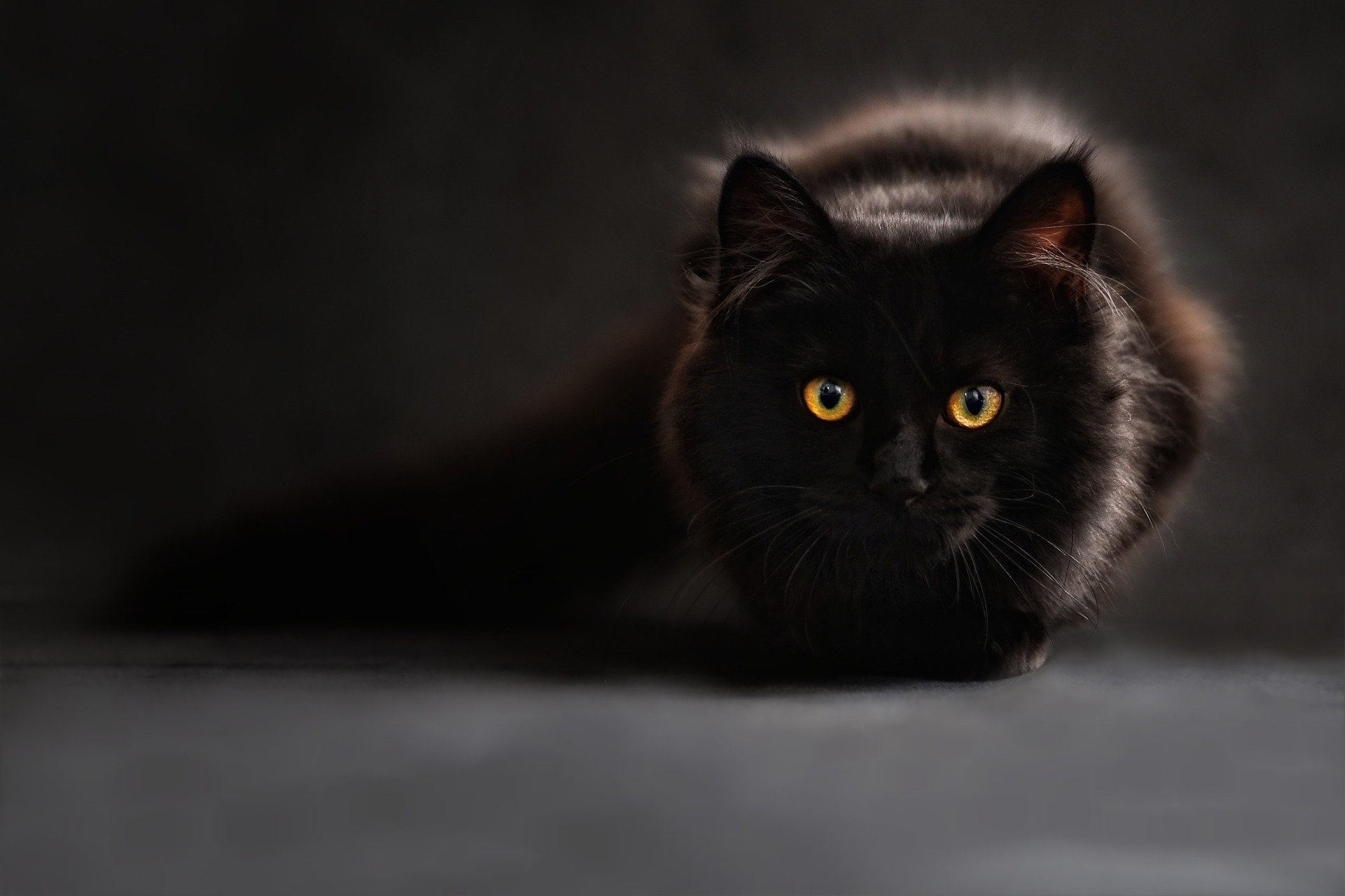 暗闇の猫の目