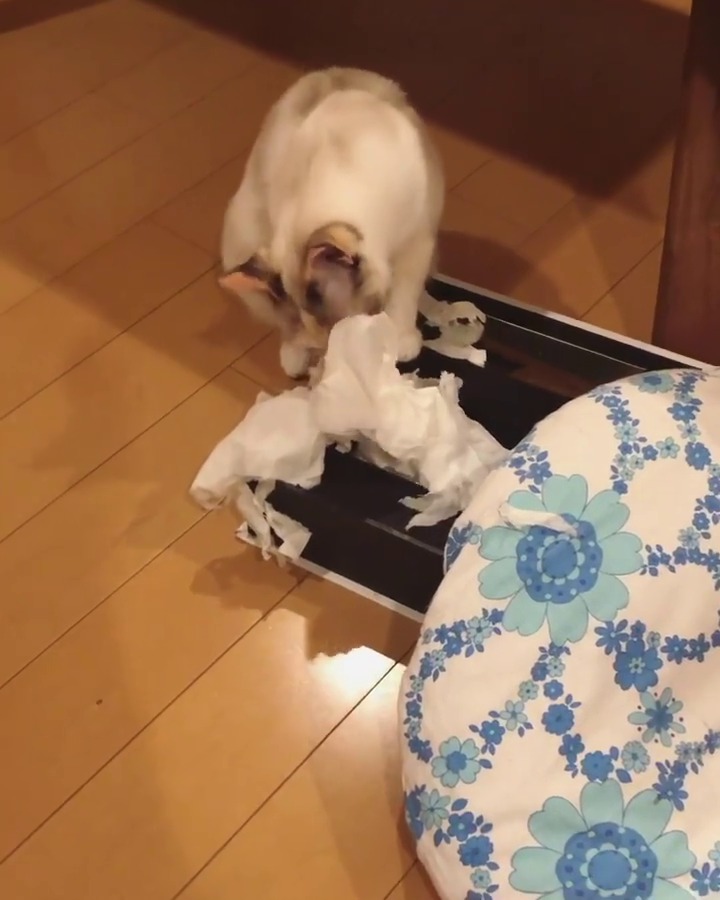 ティッシュで遊ぶ猫