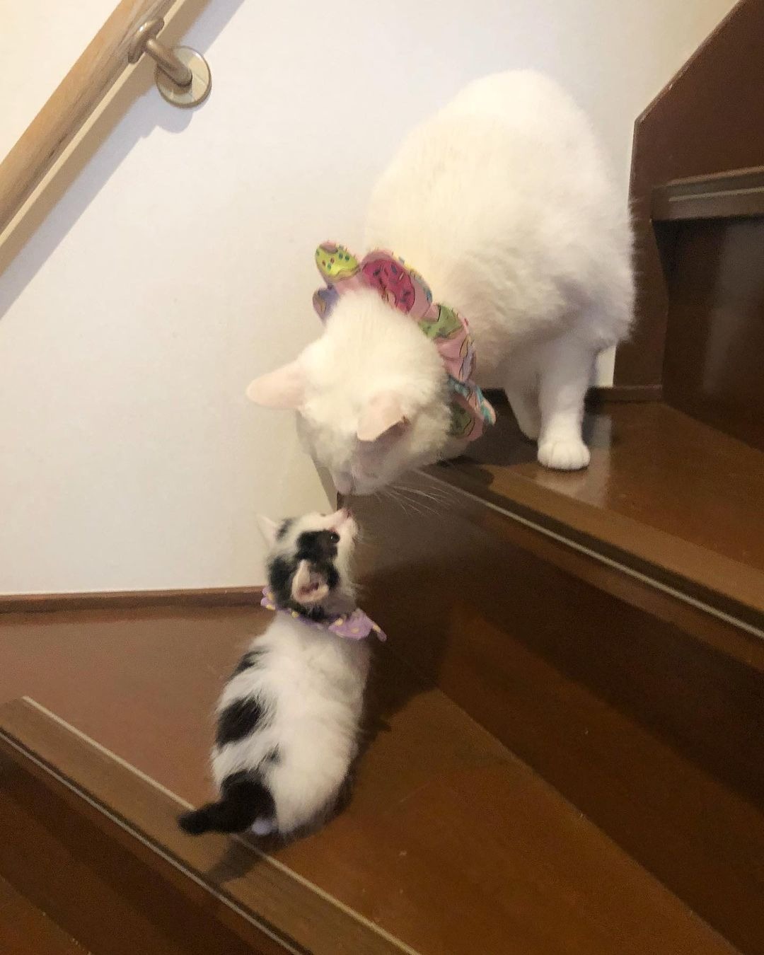 雑種猫と子猫