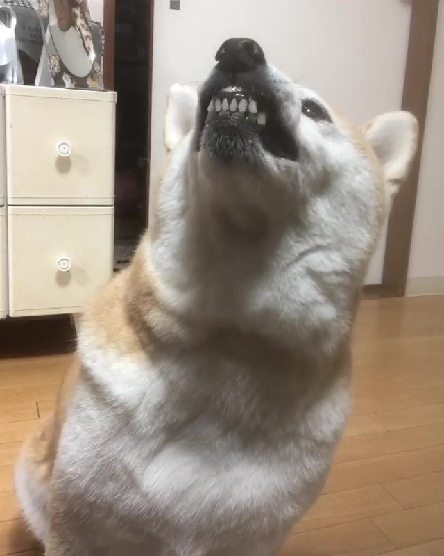 柴犬