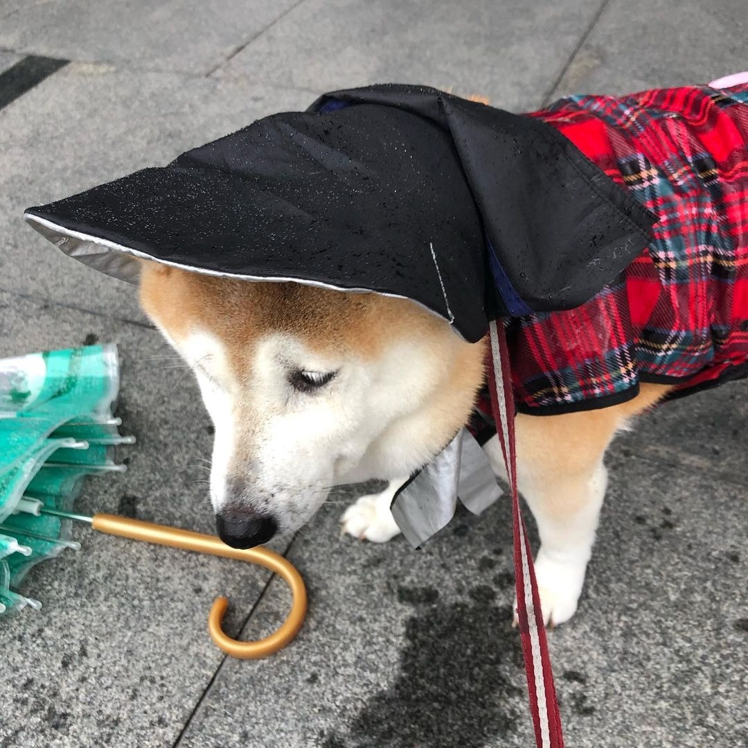 キャディーさんになった柴犬こなつちゃん⁉ママさん傘をリメイクして帽子を作っちゃった！