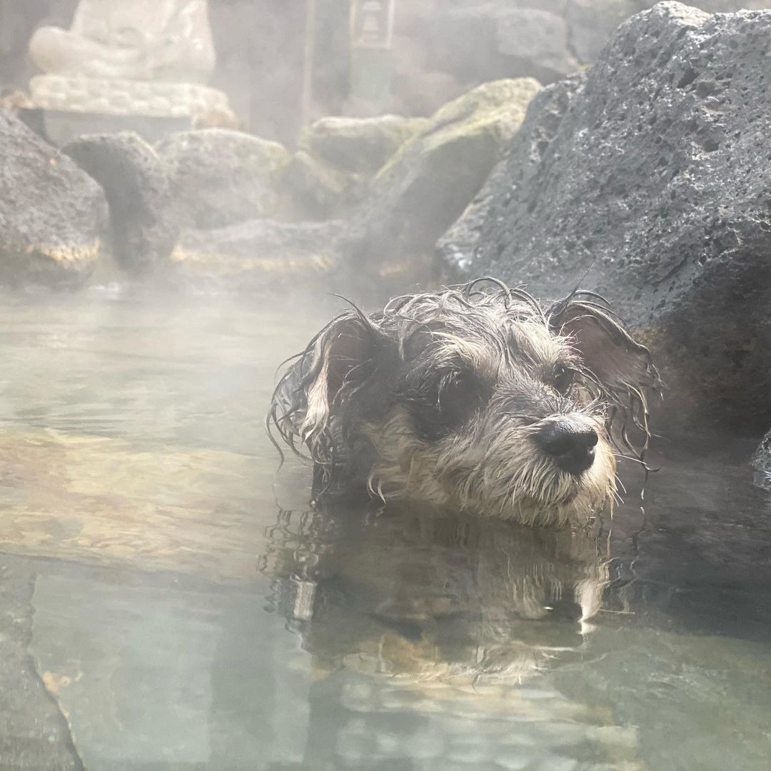 犬　温泉