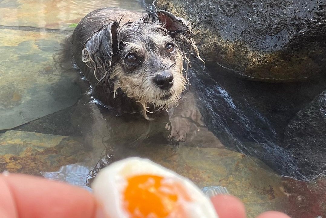 気持ちよくってウトウト…温泉で旅の疲れを癒す犬のギュリちゃんがかわいい