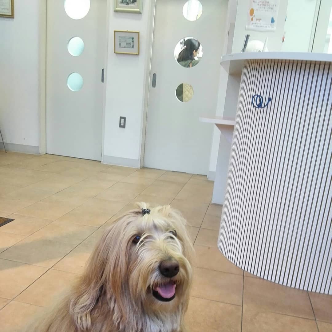 ウキウキ、ワクワク…！犬のジョイ・グレースちゃんは動物病院が大～好き！！