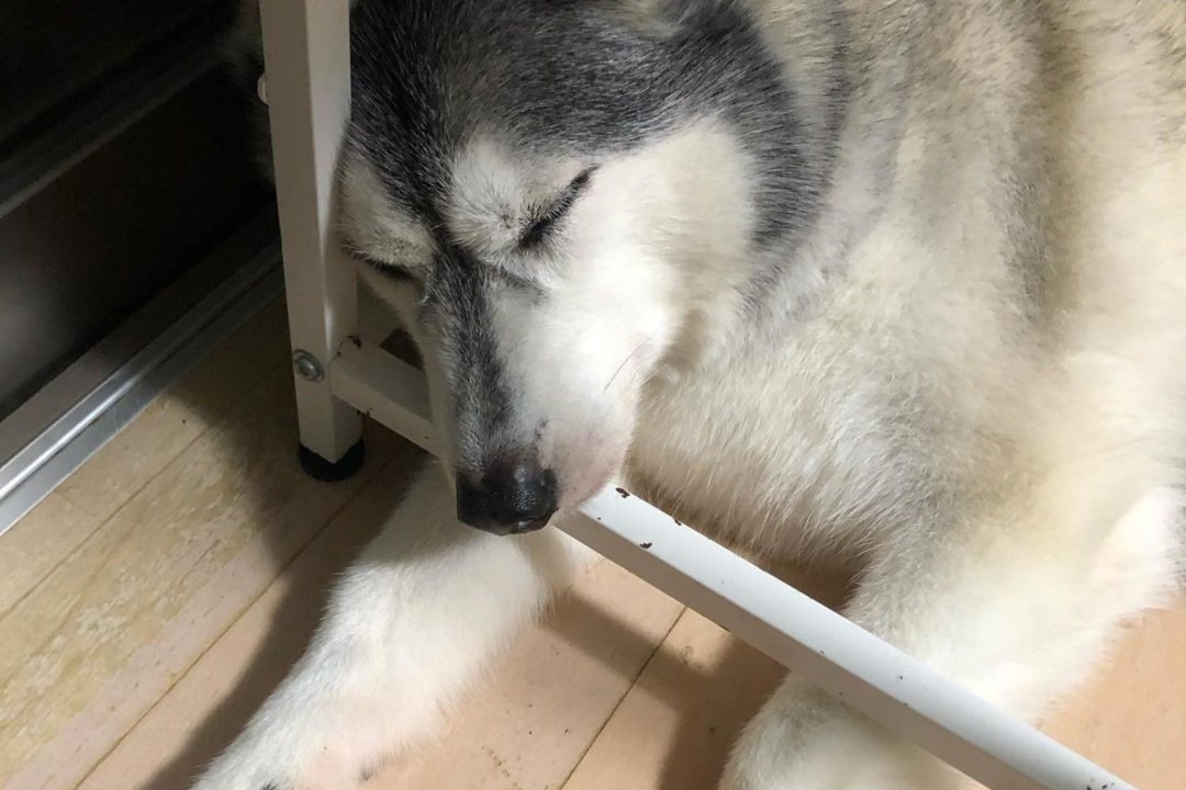 快適快適～♪テーブルの隅っこにすっぽりハマって幸せそうに寝る犬のレインちゃん