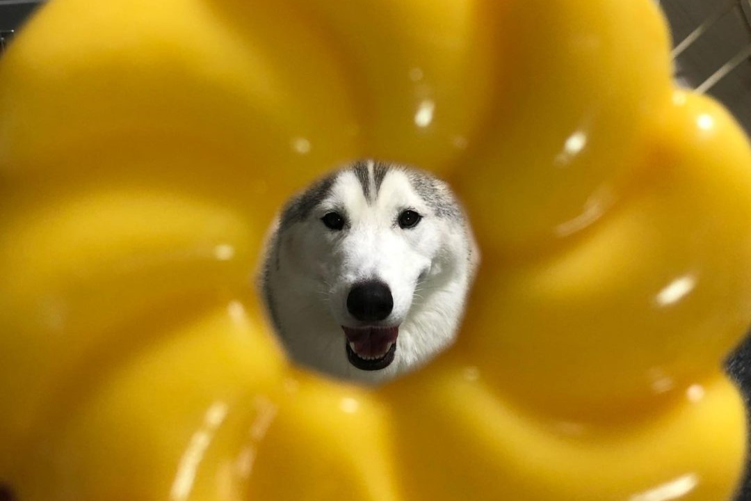 ドーナツの穴に顔を合わせてハイチーズ！1番可愛い「ドーナツ犬」はだぁれ??
