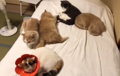 ベッドの上にいる猫たち