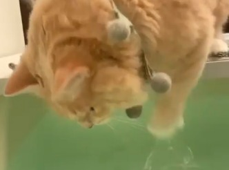水の中に手を入れる猫