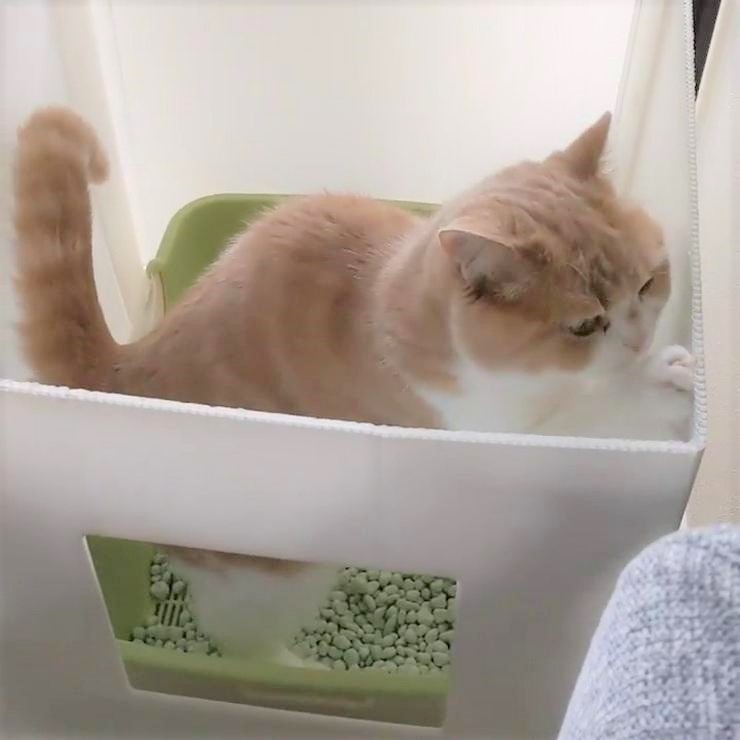 おトイレ後、なぜか壁をカキカキする猫のうにちゃんが可愛すぎて笑っちゃう！