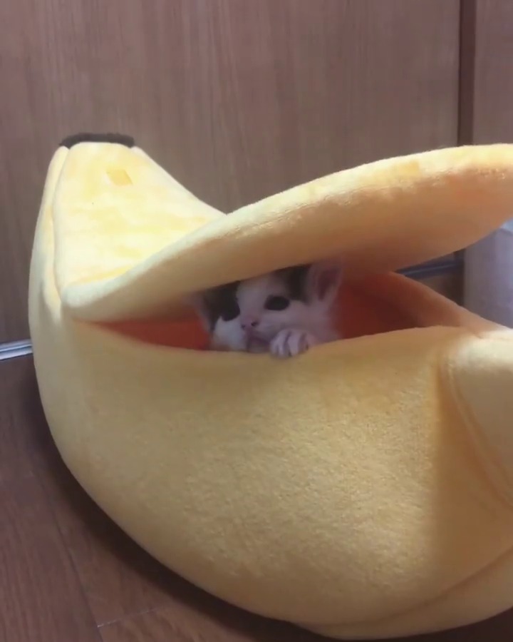 バナナボートに入った子猫