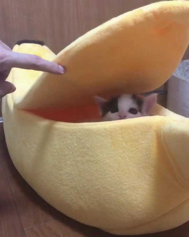 バナナボートに入った子猫