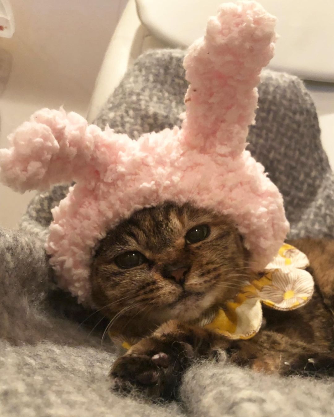 ウサギの帽子をかぶった猫