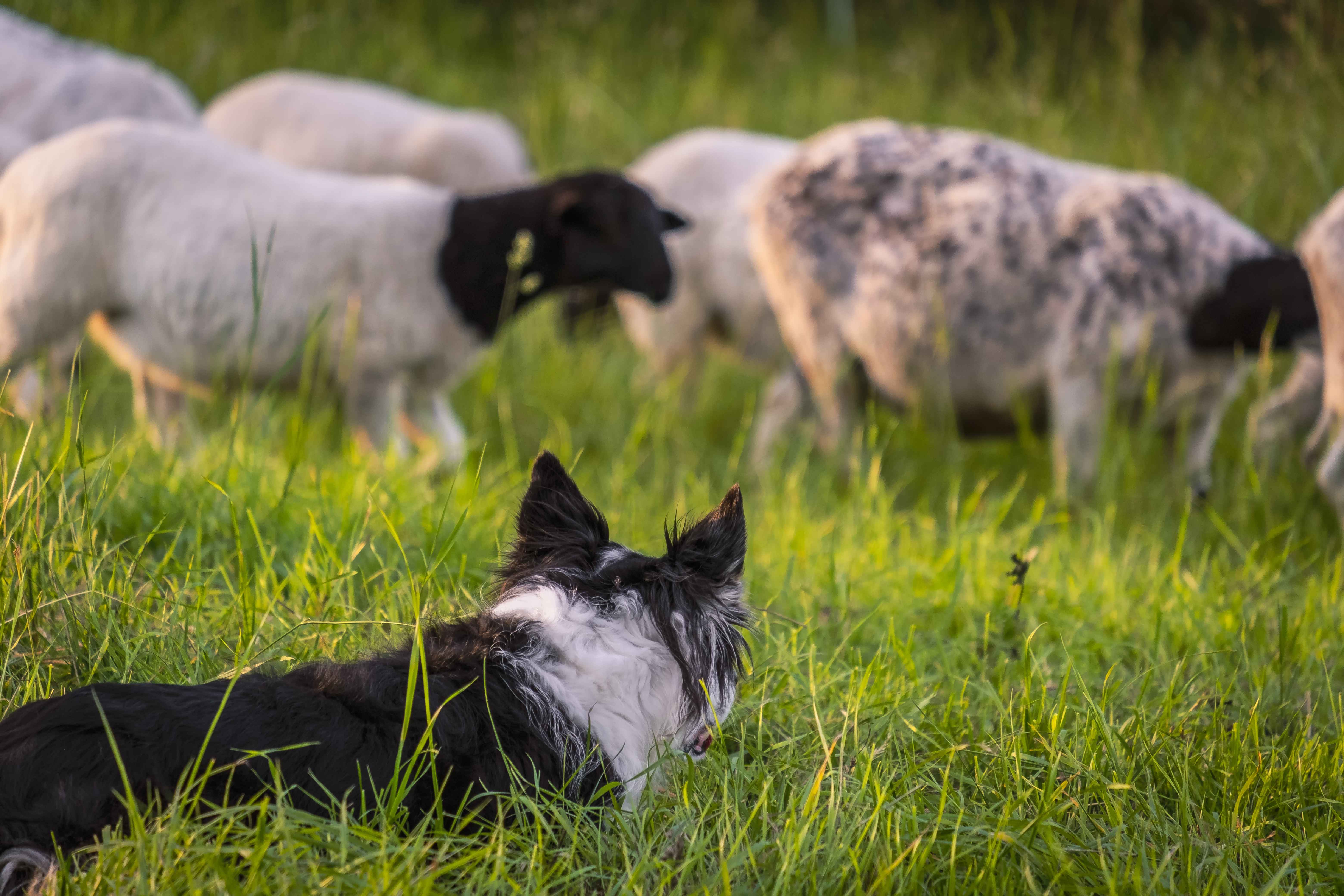 牧羊犬の歴史は意外と奥が深い！牧羊犬のルーツやその特徴、代表的な犬種を紹介！