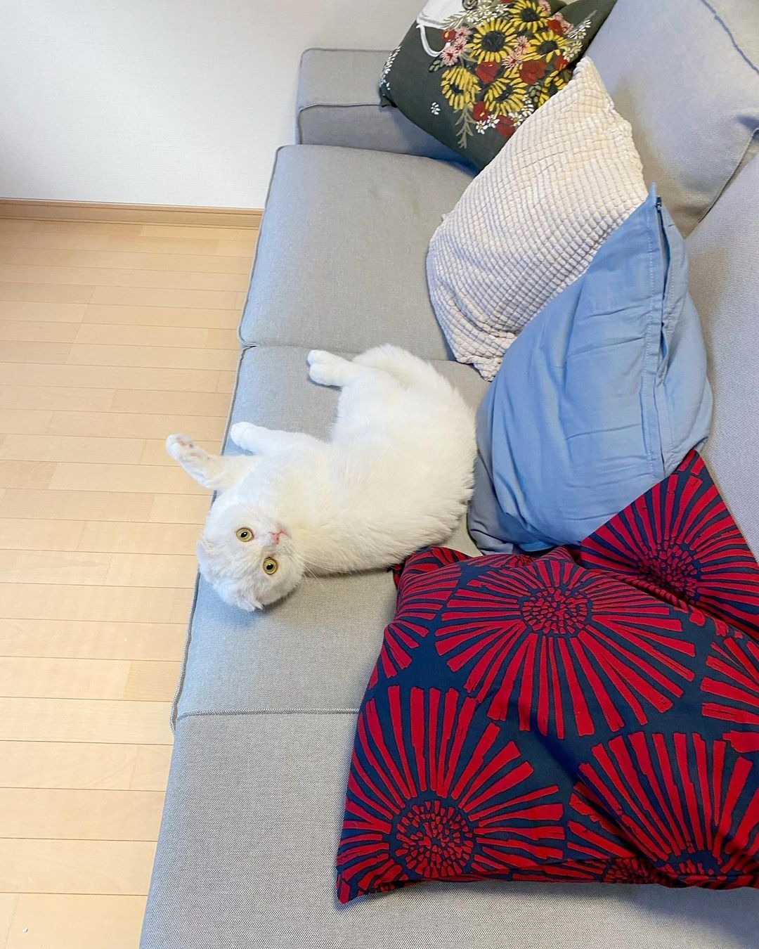 「ママのものはおれのもの」新品のソファを占拠する猫のむくくんがかわいすぎ
