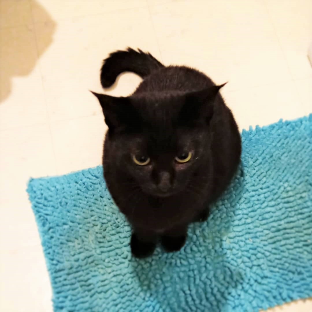 まだ出てこないの？ママさんのお風呂をドアの前でひたすら待つ猫のみずはちゃん