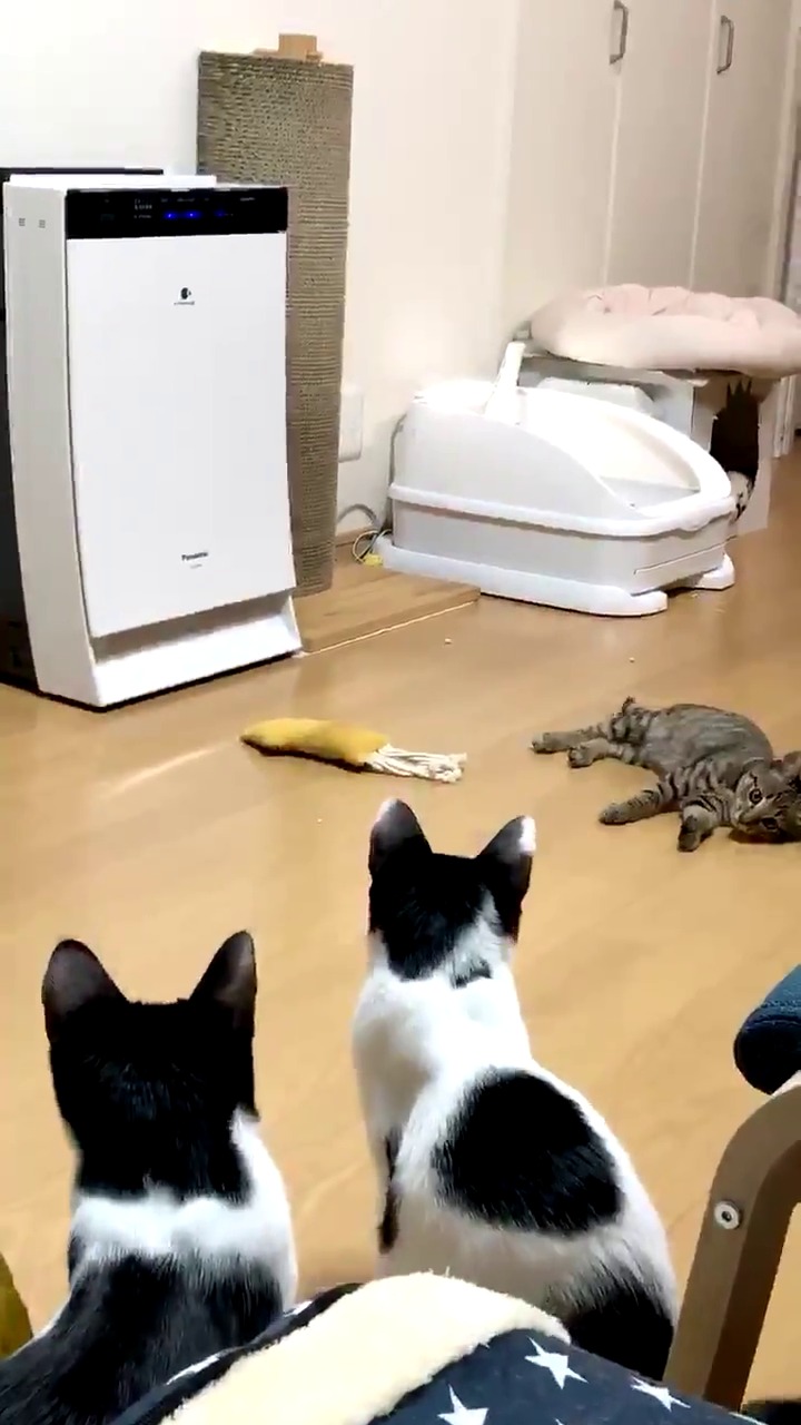 遊ぶ子猫と見守る猫