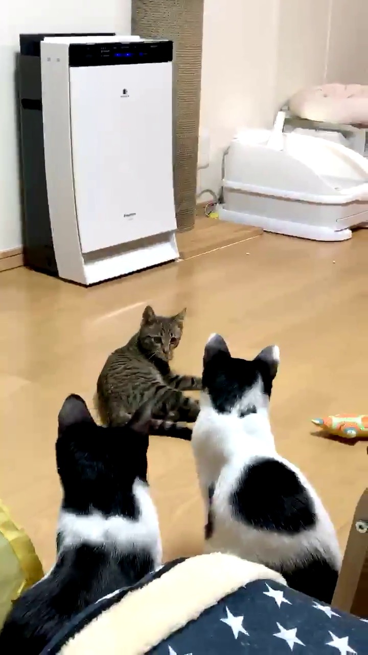 遊ぶ子猫と見守る猫