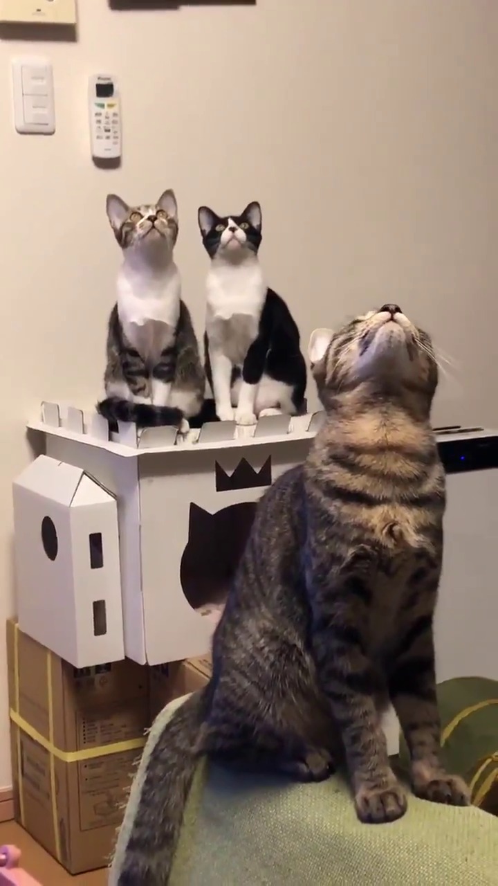上を見ている猫たち