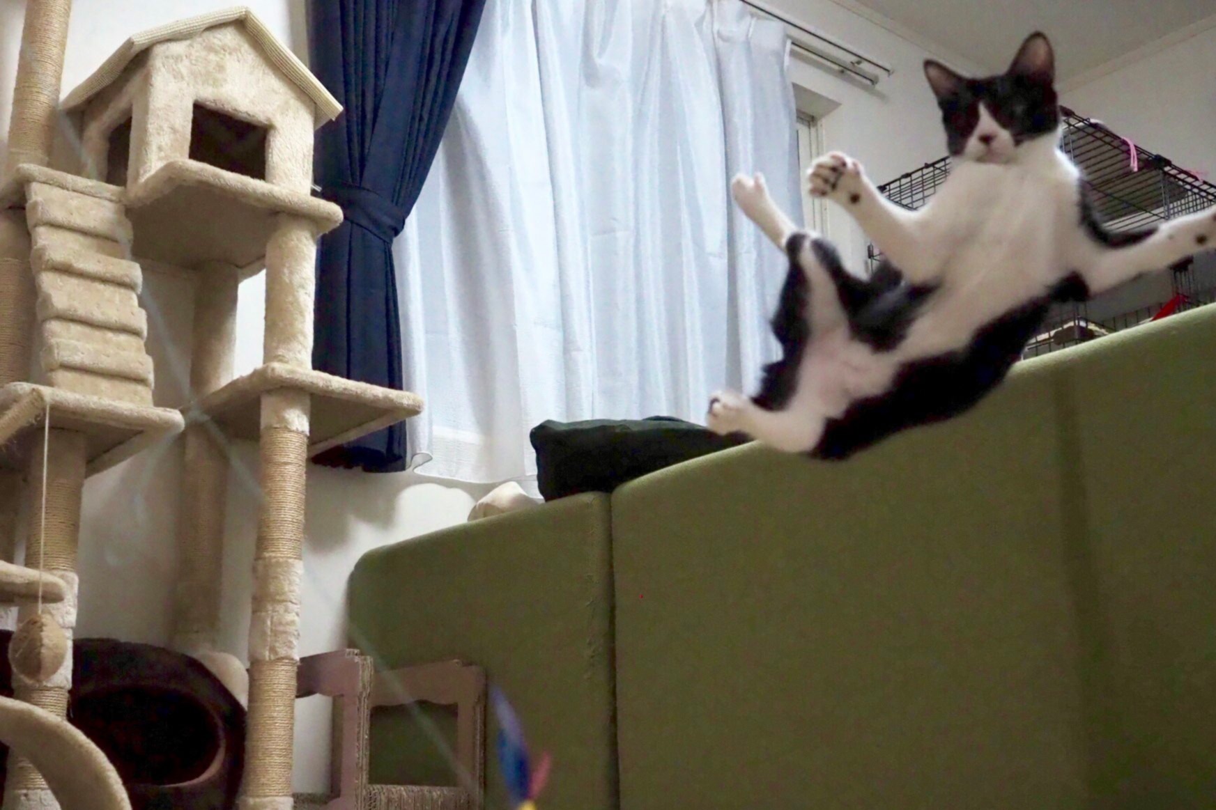 あらよっと♪軽々と見事な“横っ飛び”をする猫のあんぱんちゃんが面白すぎる！