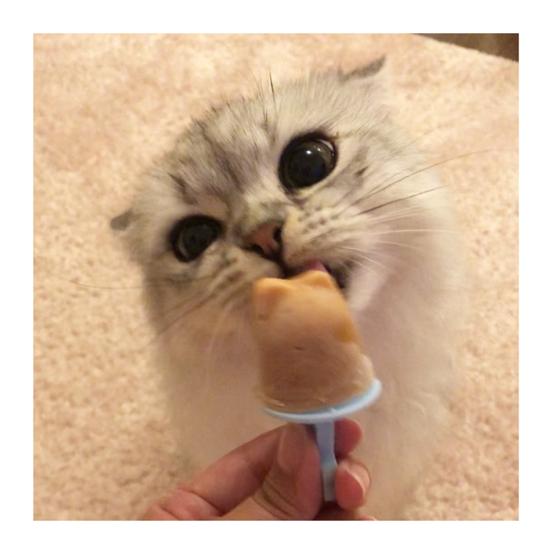 猫用アイスを食べるミヌエット