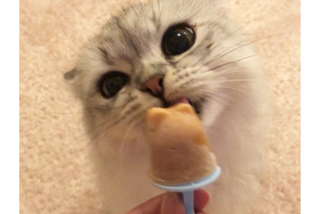 初めて“猫アイス”を食べたねるちゃん。おいしすぎてヨリ目になっちゃった～！