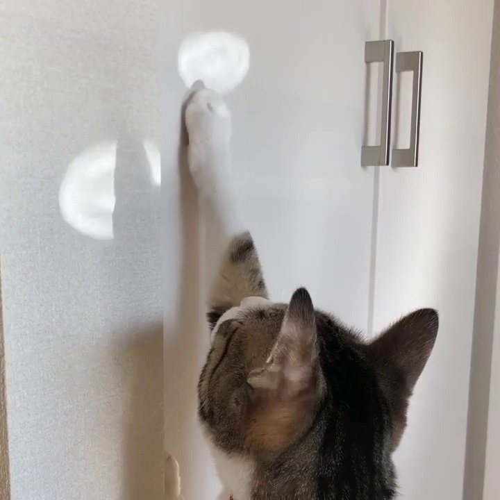 光に手を伸ばす猫