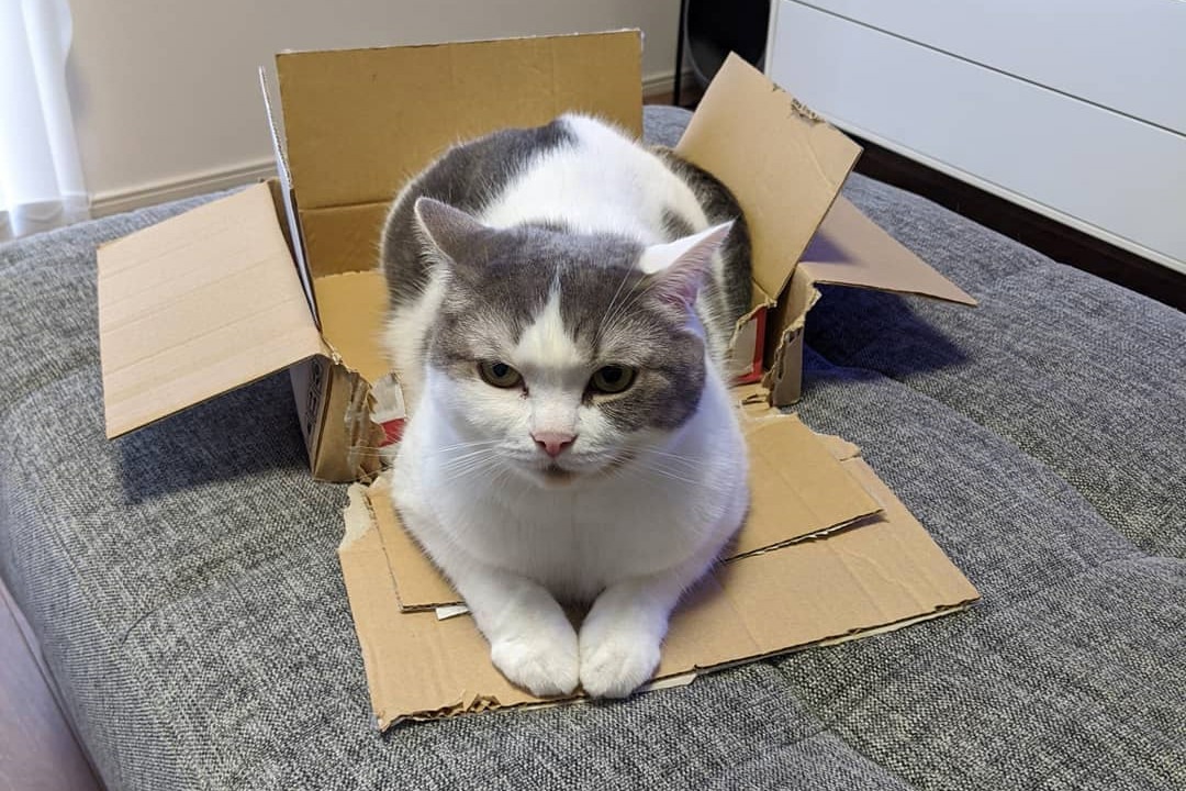箱をペチャンコにして知らないフリをする猫のもち丸くんが面白すぎて笑っちゃう！