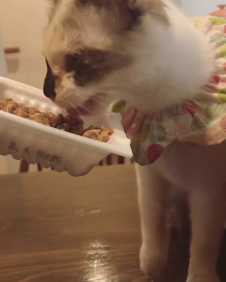 納豆を食べる猫