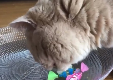 おもちゃの魚をくわえようとしている猫