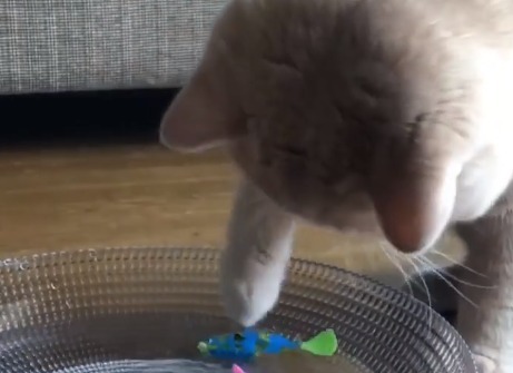 おもちゃの魚をさわろうとしている猫
