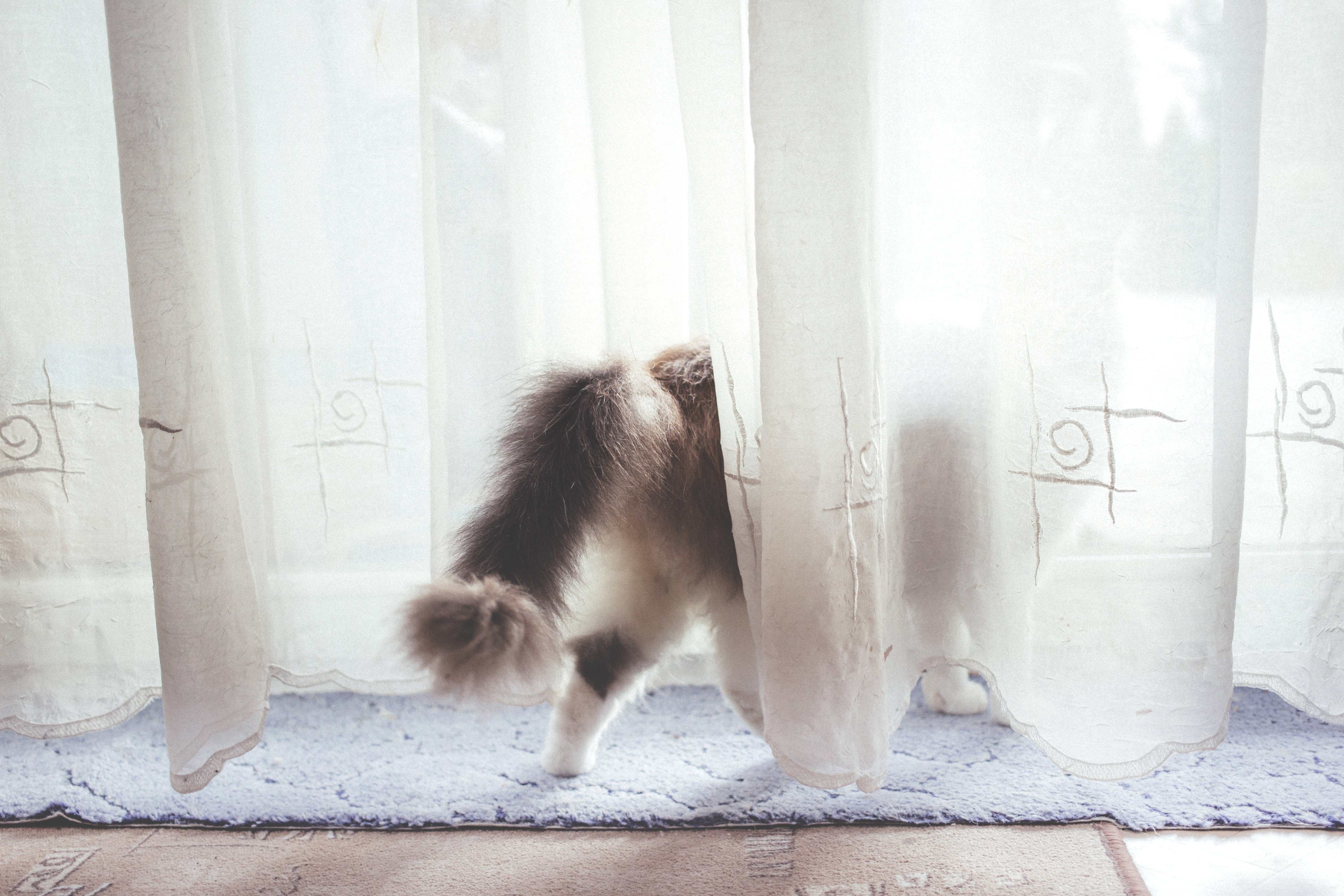 カーテンの裏に隠れる猫