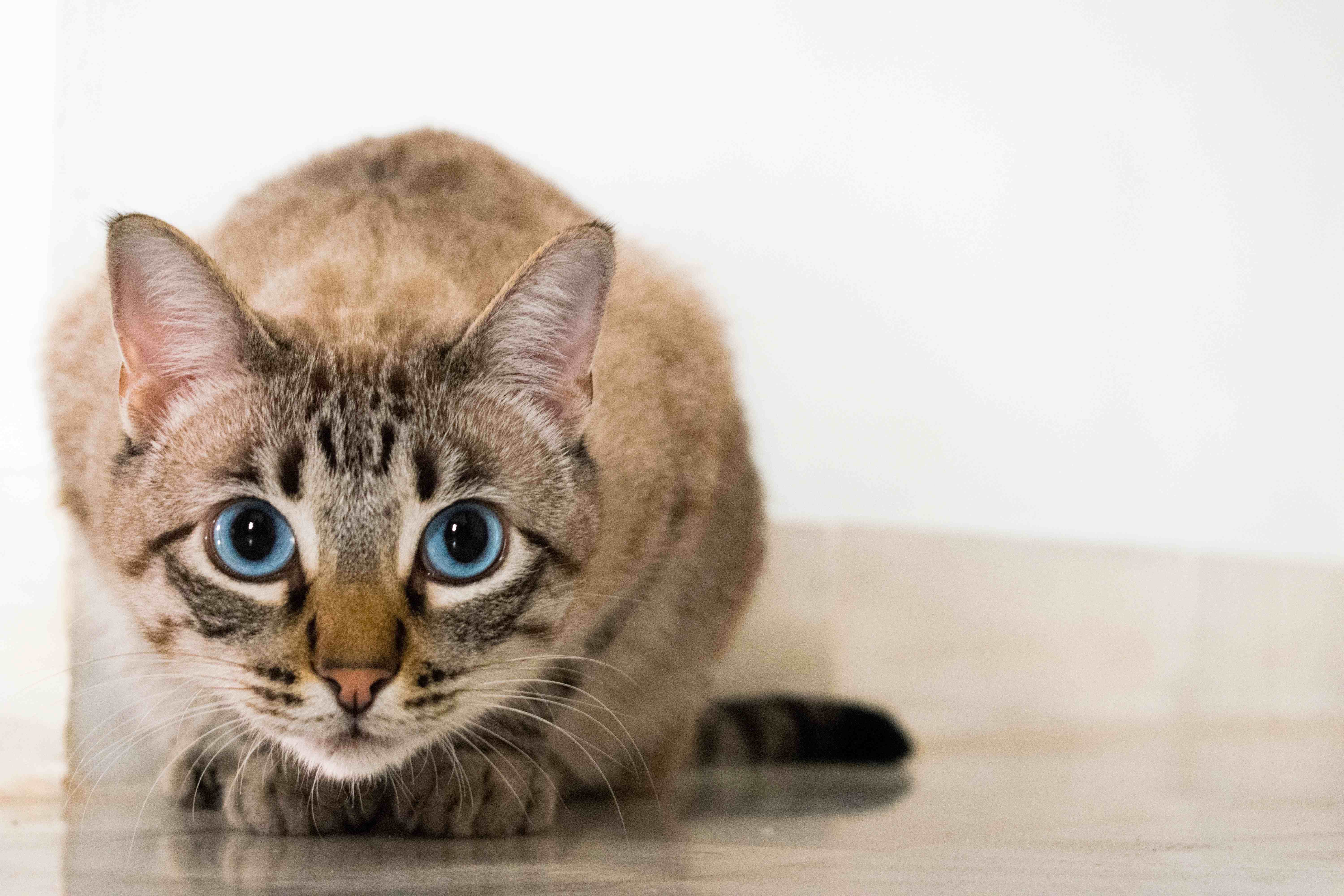 猫の瞳孔が開くのはなぜ？その理由と瞳孔が開いている時にやってはいけない行為を紹介