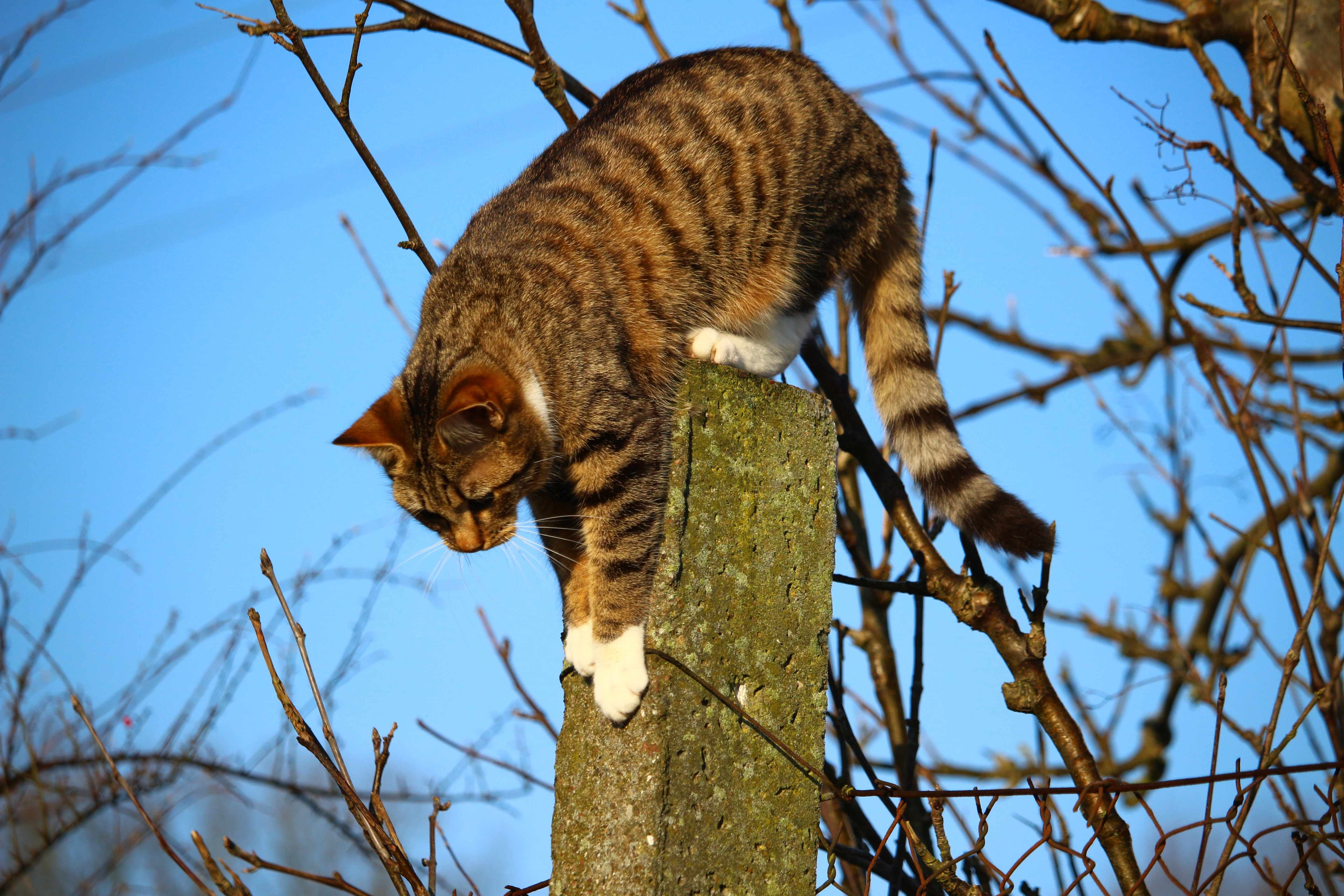 猫が高い所から降りられなくなった場合の対処法と注意点を紹介！