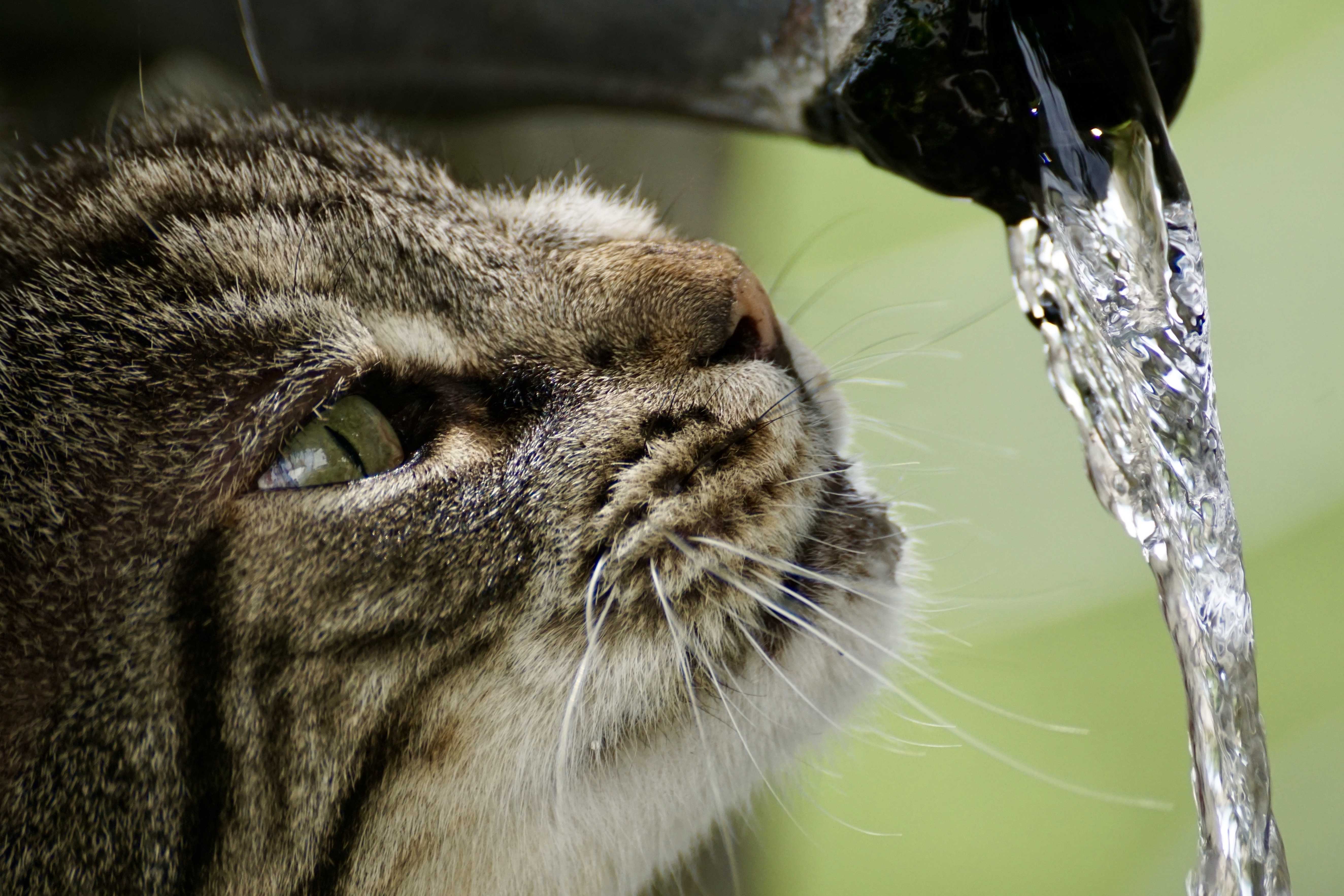 水を飲むのが下手な猫がいる⁉水飲み下手な猫に上手に水分を摂らせてあげるコツとは