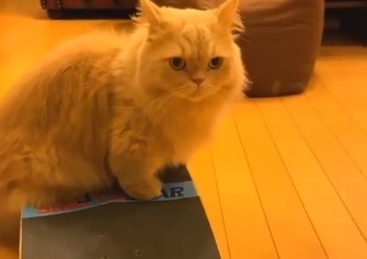 スケートボードに乗る猫