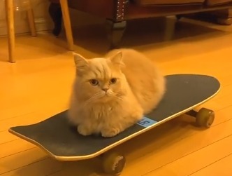 スケートボードを上手に乗りこなすミヌエットのベルちゃんがカッコ可愛い！